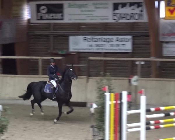 Reitturnier Heidelberg-Kirchheim 2016