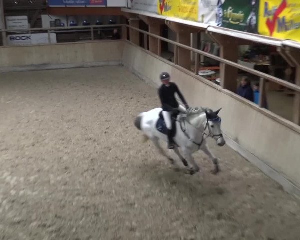 Reitturnier Heidelberg-Kirchheim 2016