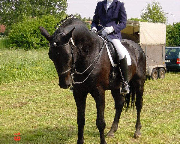 horse Rigaudon (Hessian Warmblood,  , from Rubinstein I)
