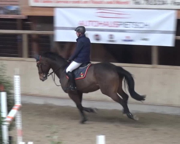 Reitturnier Heidelberg-Kirchheim 2016