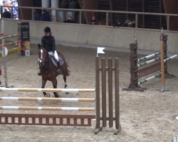 Reitturnier Heidelberg-Kirchheim 2016