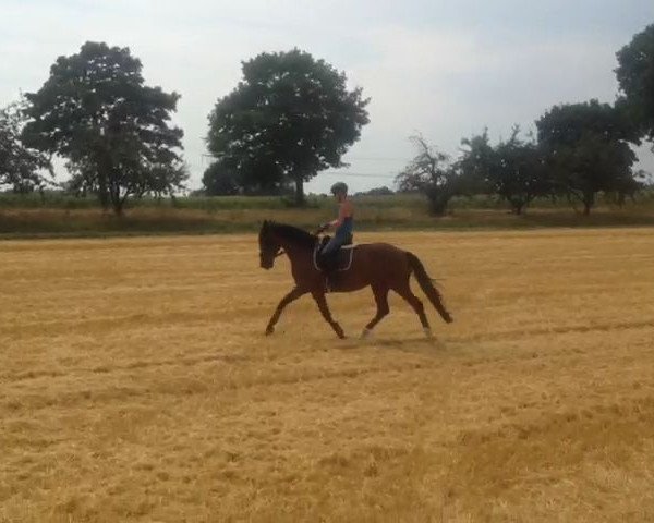dressage horse Zumba CW (Oldenburg, 2013, from Zack)