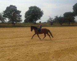 dressage horse Zumba CW (Oldenburg, 2013, from Zack)