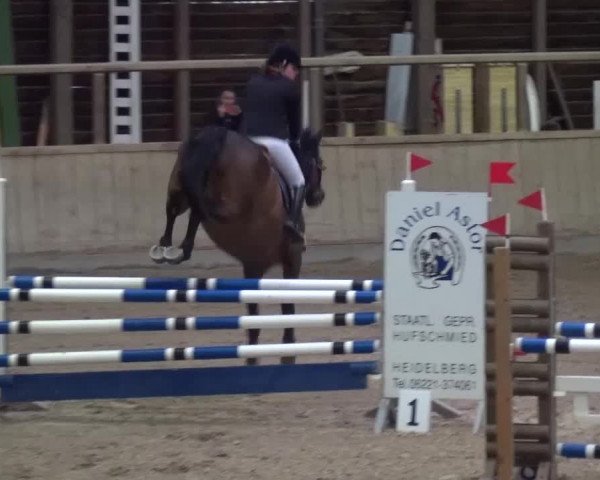 Reitturnier Heidelberg-Kirchheim 2016