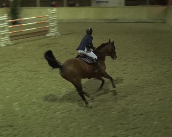 Reitturnier Heidelberg-Kirchheim 2016