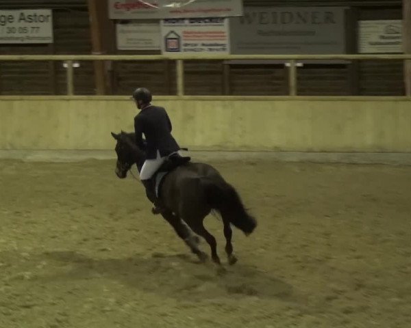 Reitturnier Heidelberg-Kirchheim 2016