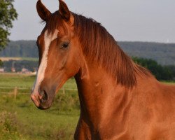 dressage horse Benito-GH (Oldenburg, 2018, from Callaho's Benicio)