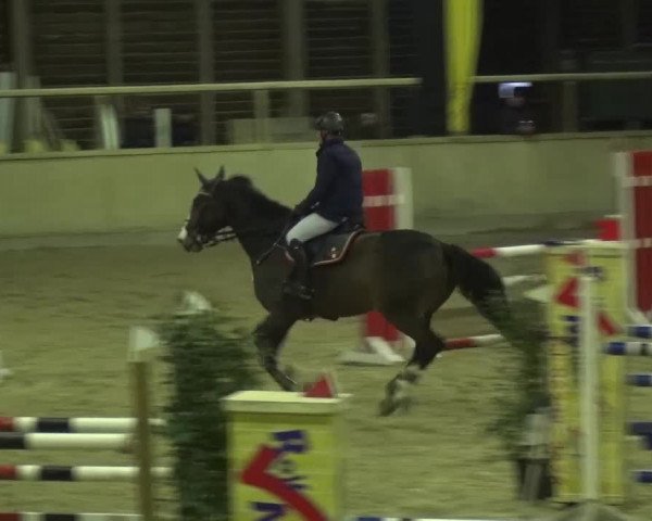 Reitturnier Heidelberg-Kirchheim 2016