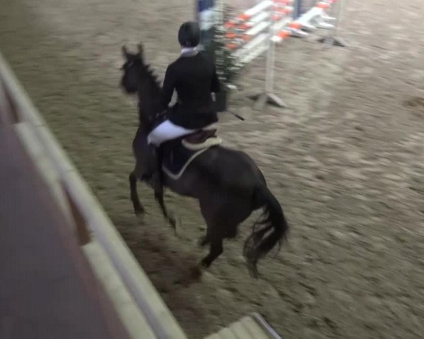 Reitturnier Heidelberg-Kirchheim 2016