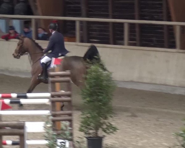 Reitturnier Heidelberg-Kirchheim 2016