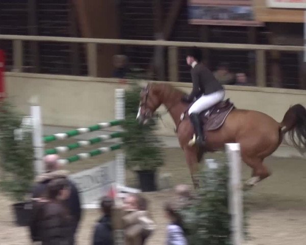 Reitturnier Heidelberg-Kirchheim 2016