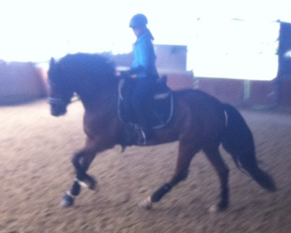 Dressurpferd Chardonee K (Deutsches Reitpony, 2008, von Champus K)