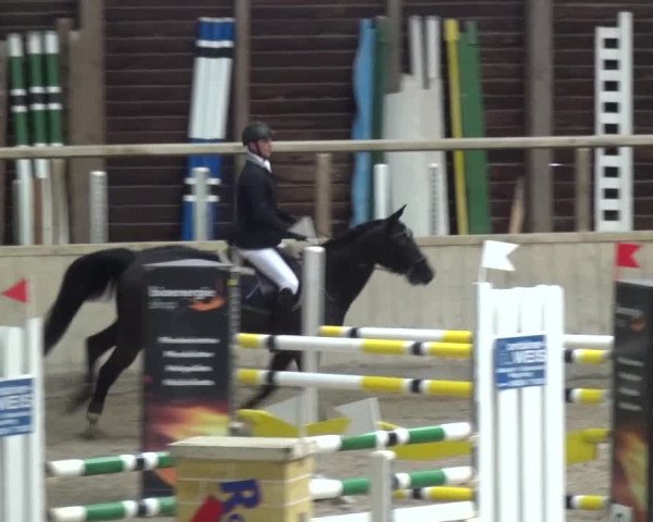 Reitturnier Heidelberg-Kirchheim 2016