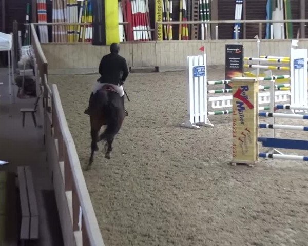 Reitturnier Heidelberg-Kirchheim 2016