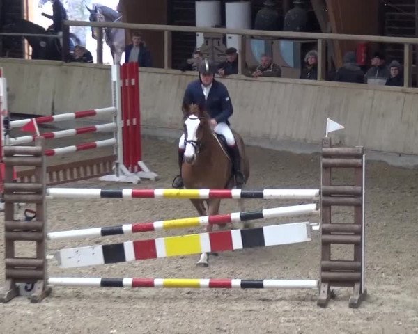 Reitturnier Heidelberg-Kirchheim 2016