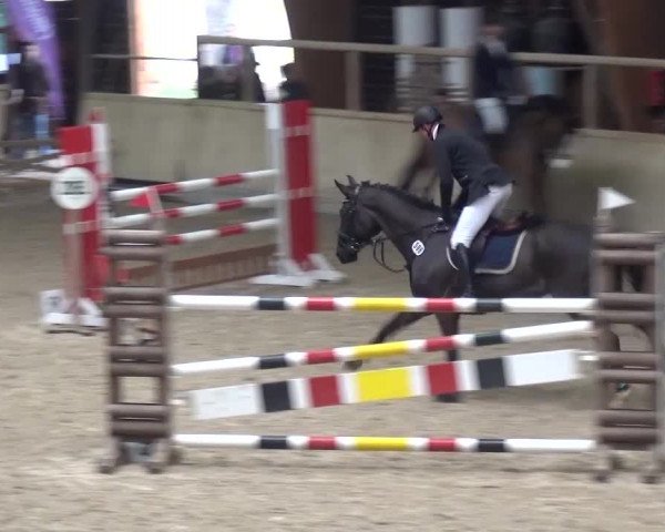 Reitturnier Heidelberg-Kirchheim 2016