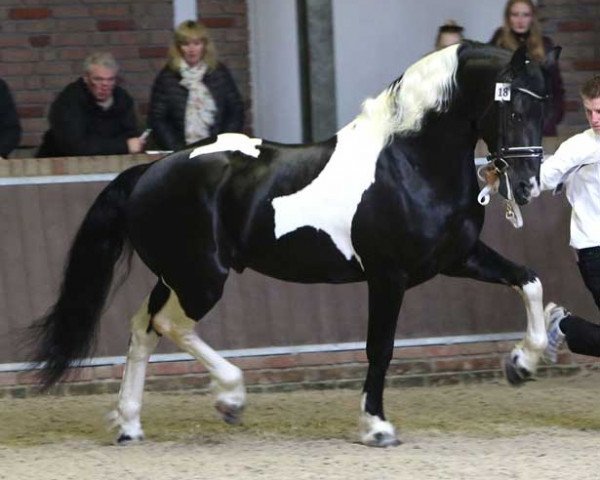 Stallion Bart BP07 (Pinto/Small Riding Horse, 2001, from Second Samber)