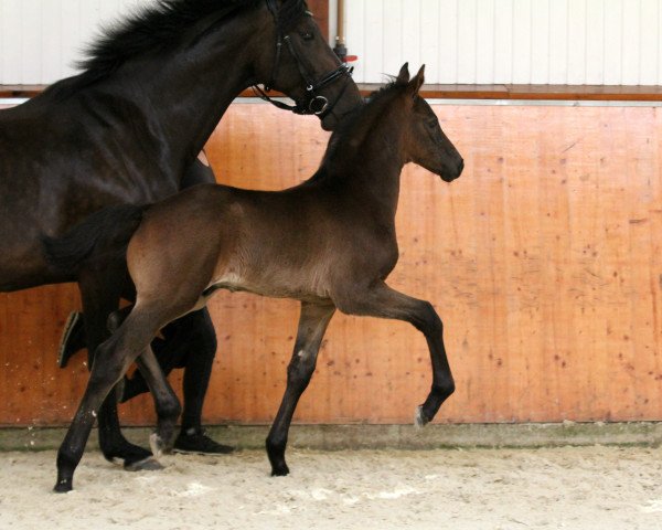 Pferd Fiero B (Oldenburger, 2020, von Finest)