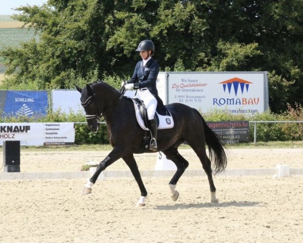 dressage horse Rubiks Cube (Hanoverian, 2006, from Rotspon)