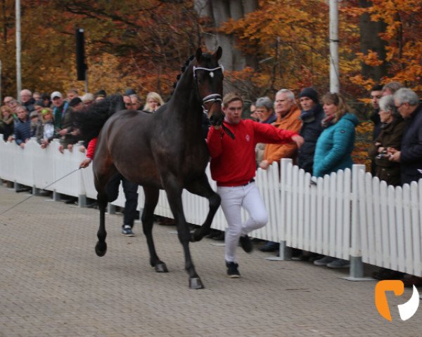 stallion Voyager (Oldenburg, 2017, from Vitalis)