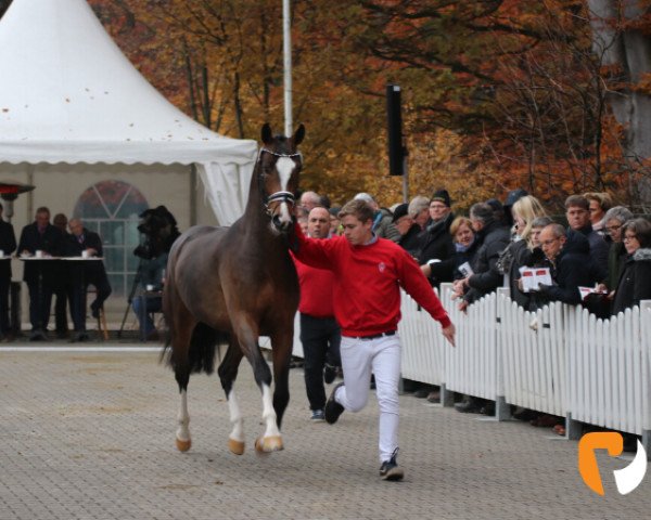 stallion Sir Hendrik 5 (Westphalian, 2017, from Sir Heinrich OLD)