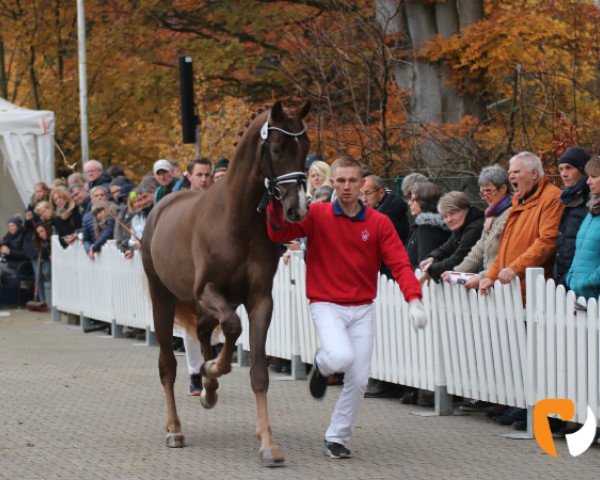 stallion Sir Floresco (Westphalian, 2017, from Sir Heinrich OLD)