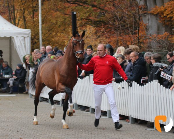 Deckhengst So Special 10 (Westfale, 2017, von Sir Heinrich OLD)
