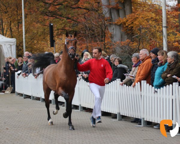 Deckhengst Joy of Life (Westfale, 2017, von Jack Jones)