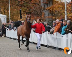 Deckhengst Joy of Life (Westfale, 2017, von Jack Jones)