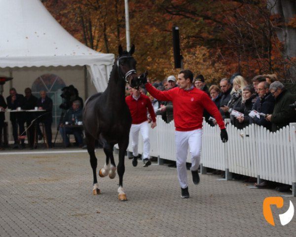stallion French Open (Westphalian, 2017, from Franziskus FRH) stallion French Open (Westphalian, 2017, from Franziskus FRH)