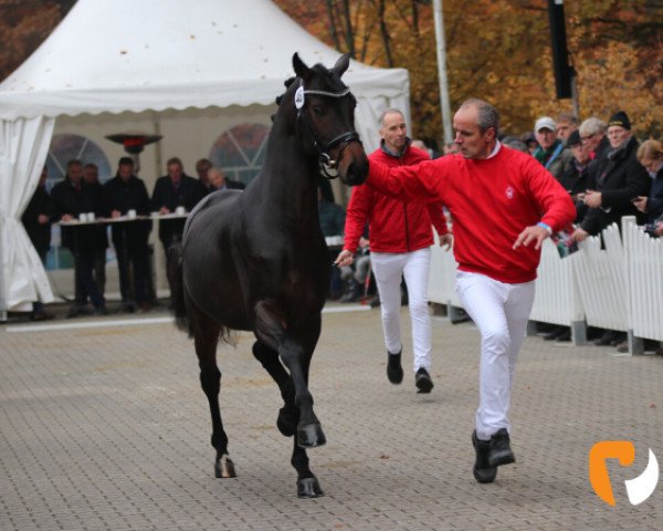 horse Falou (Hanoverian, 2017, from For Dance)