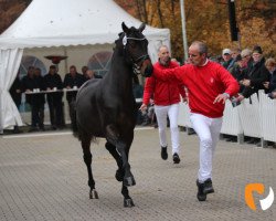 Pferd Falou (Hannoveraner, 2017, von For Dance)