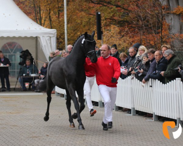 stallion Feuerball (Hanoverian, 2017, from Finest)