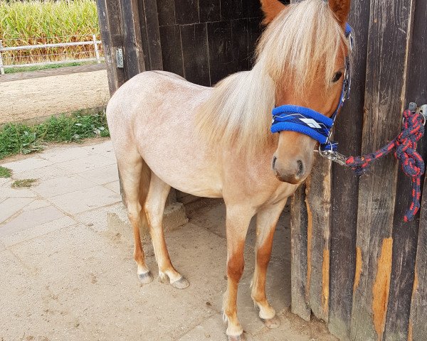 dressage horse My little Jumper (Welsh-Pony (Section B), 2017, from Maddox 43)