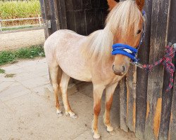 dressage horse My little Jumper (Welsh-Pony (Section B), 2017, from Maddox 43)