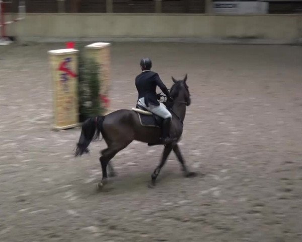 Reitturnier Heidelberg-Kirchheim 2016