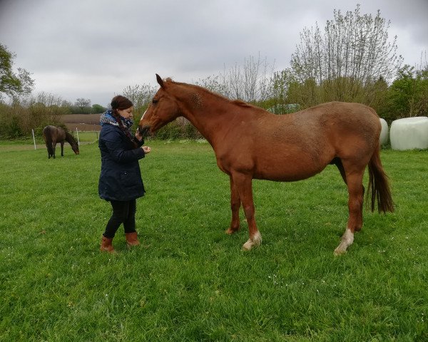 dressage horse Kevinn (Oldenburg, 1991, from Katamaran xx)