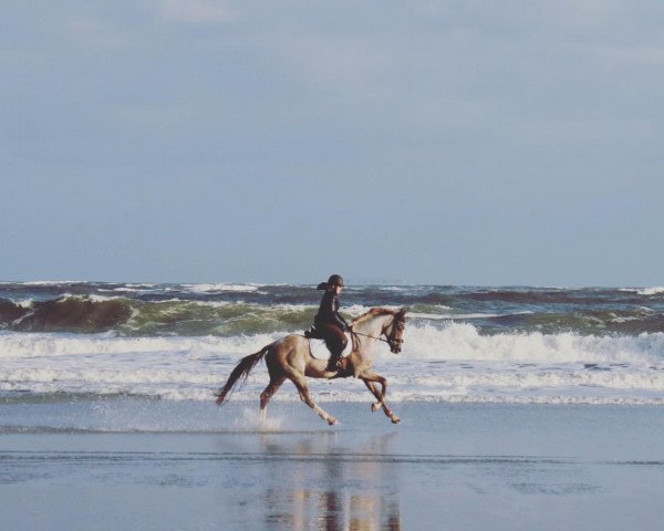 dressage horse Shunjun (German Horse, 2014, from Dancier Noir GT)