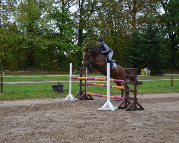 jumper Carima Prima (Holsteiner, 2010, from Cassiano)