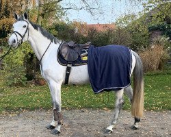 broodmare Hoxfeld's Helene (Holsteiner, 2015, from Hermes de Lux)