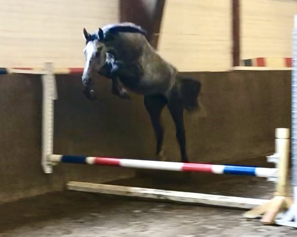 stallion Kalani ZD (Holsteiner, 2018, from Kannan)