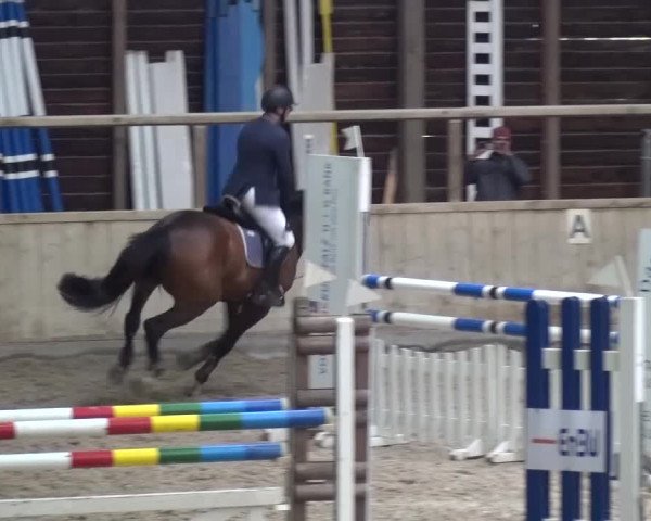 Reitturnier Heidelberg-Kirchheim 2016