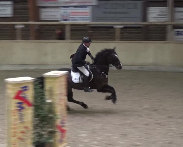 Reitturnier Heidelberg-Kirchheim 2016