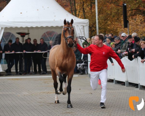 stallion Sunmaker (Westphalian, 2017, from Stakkato Gold)