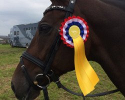 dressage horse Quincento (Oldenburg, 2001, from Quattro B)
