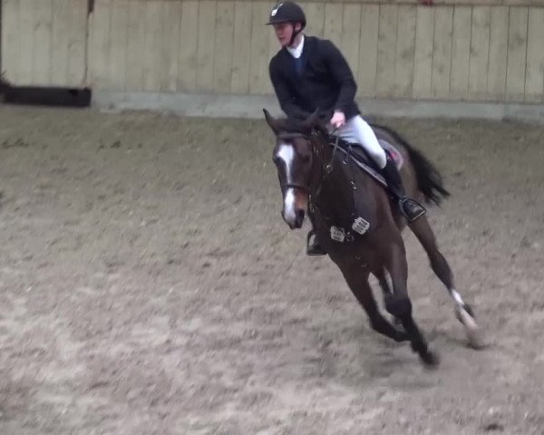 Reitturnier Heidelberg-Kirchheim 2016