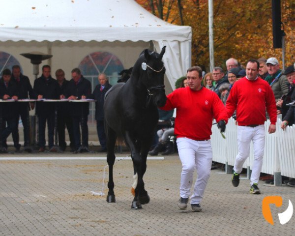 stallion Emidor Z (Zangersheide riding horse, 2017, from Emerald van 't Ruytershof)