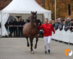stallion DER TERMINATOR RR (Westphalian, 2017, from Dominator 2000 Z)