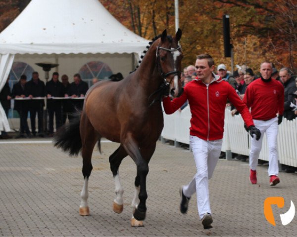 stallion DON T TOUCH (Westphalian, 2017, from Don Diarado)