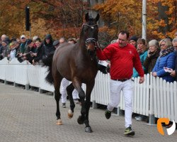 stallion Mans (Westphalian, 2017, from Comme il Faut)